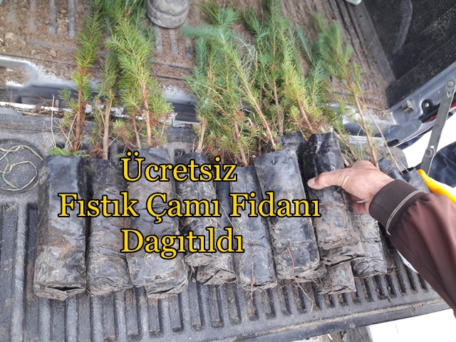 Boyabat'ta Ücretsiz Fıstık Çam Fidanı Dağıtıldı
