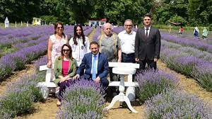 Sinop’ta lavanta bahçesi açıldı