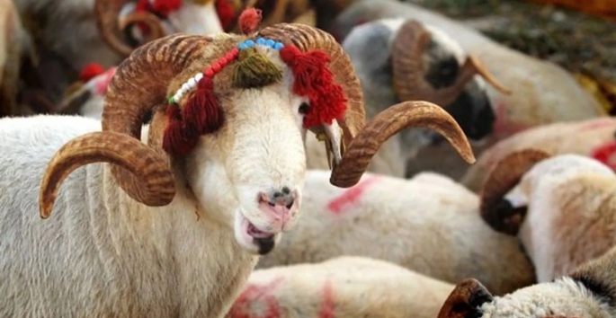 Türk Kızılayı Kurban vekalet Fiyatlarını açıkladı...